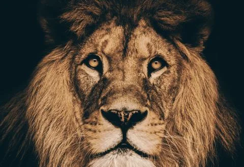 Dramatic portrait lion Stock Photos