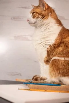 Dramatic portrait profile of house cat Stock Photos