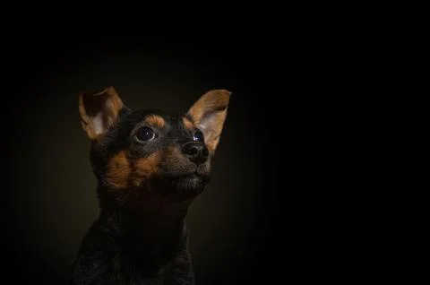 Dramatic portrait of a small dog on a black background. Lonely dog ??in the.. Stock Photos