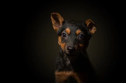 Dramatic portrait of a small dog on a black background. Lonely dog ??in the.. Stock Photos