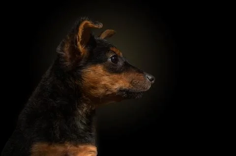 Dramatic portrait of a small dog on a black background. Lonely dog ??in the.. Stock Photos