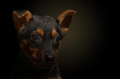 Dramatic portrait of a small dog on a black background. Lonely dog ??in the.. Stock Photos