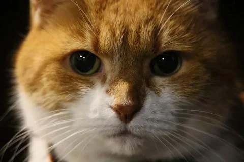 A dramatic portrait of a white and ginger cat's face closeup Stock Photos