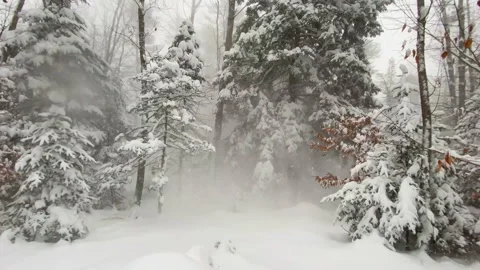 Dramatic POV gliding shot through forest during storm Stock Footage 147408069