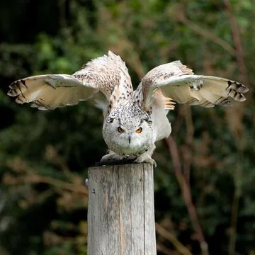Dramatic pre launch posing Eagle Owl Stock Photos