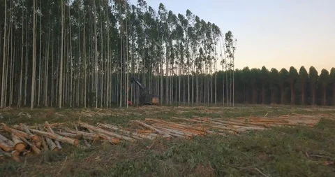 Dramatic Pull Up Aerial View of Tree Harvester Machine Cutting and Stock Footage 125398068