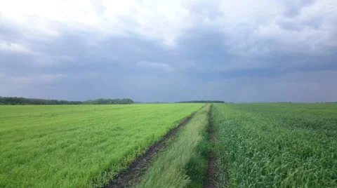 Dramatic rain clouds and lightning on sky above green cultivated field Vidéo 63900894