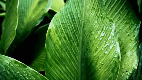 Dramatic Rain Falling onto Green Leaves 動画素材 168662076
