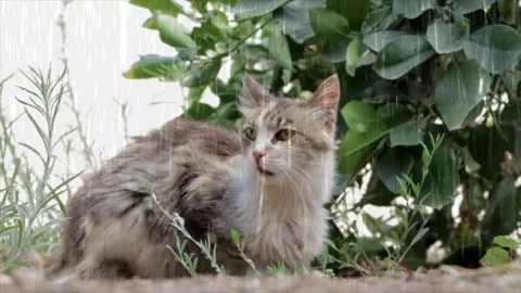 Dramatic Rain Pouring on Dogs and Cats in a Thunderstorm Video stock 330232087