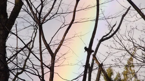 Dramatic Rainbow Through Leafless Trees Stock Footage 231363240