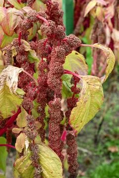 Dramatic red amaranth flower tassels cascading in a summer garden Foto stock