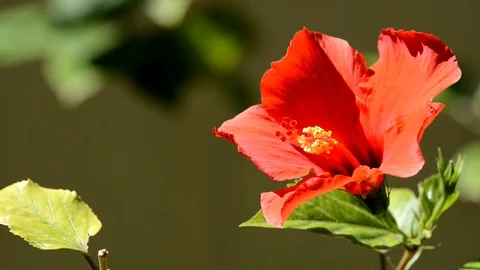 Dramatic Red Flower Tropical Hibiscus Stock Footage 90660986