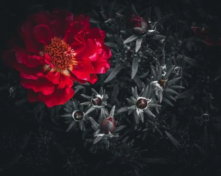 Dramatic red moss rose flower with dark background in artistic low key bota.. Foto stock