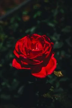Dramatic Red Rose in Shadow with Rich Contrast Stock Photos