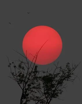 Dramatic red sun setting behind silhouetted tree with birds flying in dark sk Stock Photos