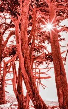 Dramatic red toned cypress trees with sun starburst effect breaking through.. Stock Photos