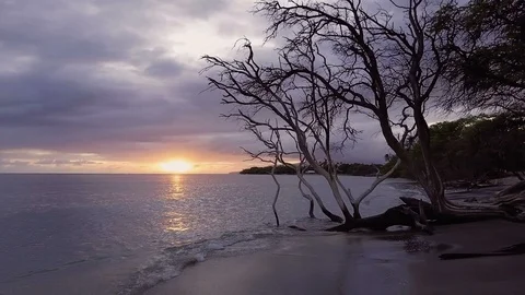 A Dramatic Reveal Of A Moody Sunset From Behind The Silhouette Of A Tree  스톡 동영상 86036989