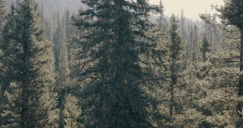 Dramatic Reveal Through Forest of Gallatin Mountains 動画素材 105266077