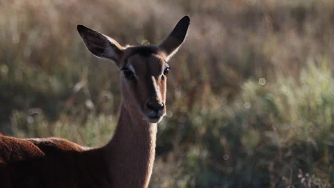 Dramatic rim side lighting on female impala antelope on plain, closeup Stock Footage 336606737