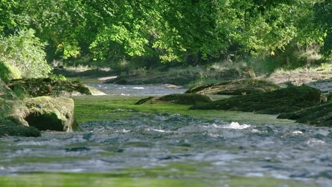 Dramatic river races downstream under forest canopy, slow motion Stock Footage 123137136