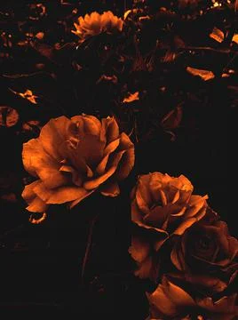 DRAMATIC ROSE GARDEN Stock Photos