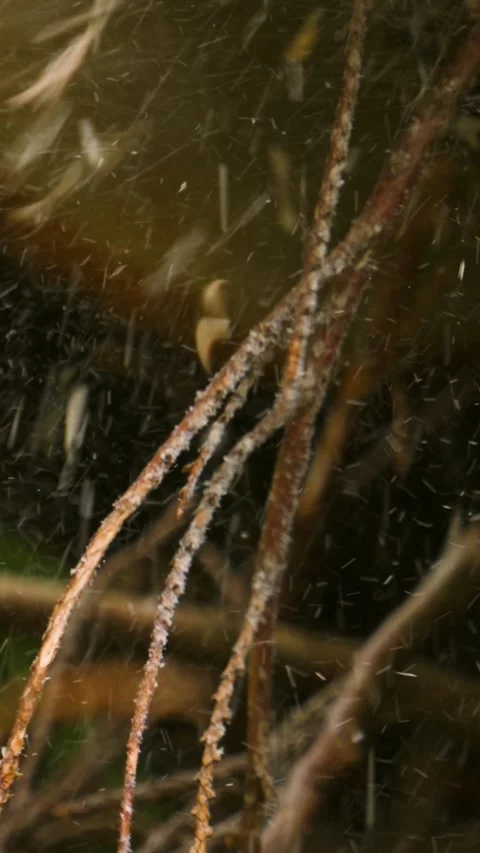 Dramatic Sawdust Particles Flying from Log Being Cut by Industrial Chainsaw Stock Footage 328216878