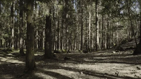 Dramatic Scandinavian Forest Scene – Wind Gusts Through Mossy Pines and Bare Stock Footage 333484803