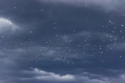 A dramatic scene: a flock of birds soaring against a dark and apocalyptic sky Stock Photos