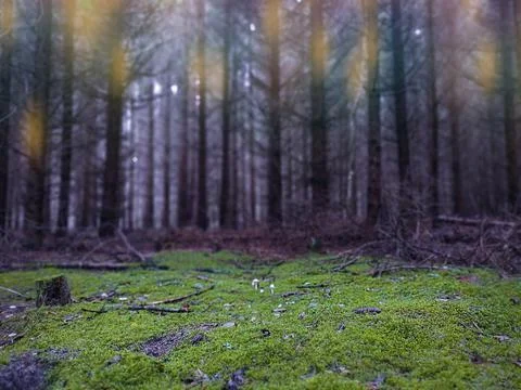 Dramatic scene landscape in the forest. Strange misty forest in autumn. Stockfoto's