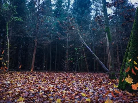Dramatic scene landscape in the forest. Strange misty forest in autumn. Stock Photos