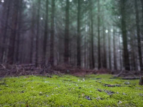 Dramatic scene landscape in the forest. Strange misty forest in autumn. Stock Photos