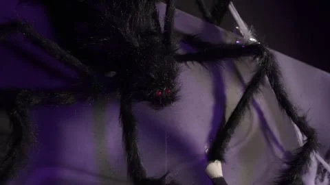 Dramatic Scene With Spider On Head, Tarantula Perched On Forehead Under Vibrant Stock Footage 323772327