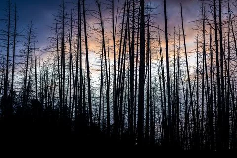 Dramatic scene of twilight sky with silhouetted dead trees. Stock Photos
