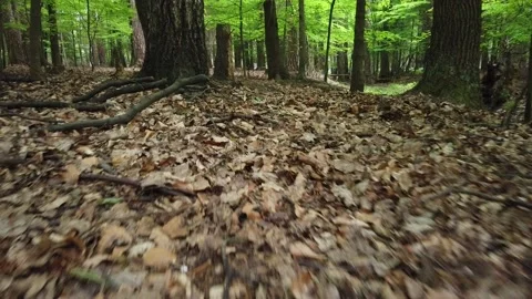 Dramatic scene of walking in the middle of forest and looking out Stock Footage 133095733
