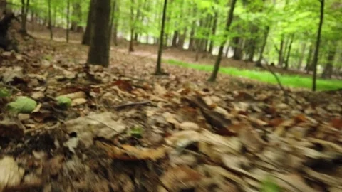 Dramatic scene of walking in the middle of forest and looking out Stock Footage 133095747