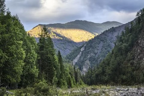 Dramatic scenery featuring a dense evergreen taiga forest in a mountain val.. Stock Photos