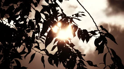 Dramatic scenery of sun and clouds behind the swaying branches Stock Footage 56150469