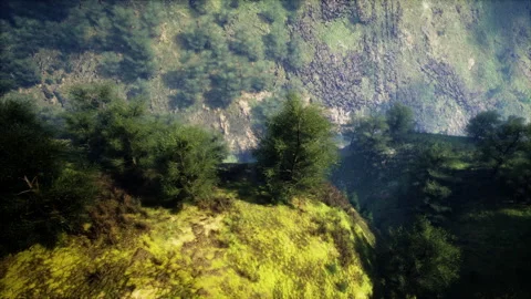 Dramatic scenic fog in pine forest on mountain slopes Stock Footage 238995164