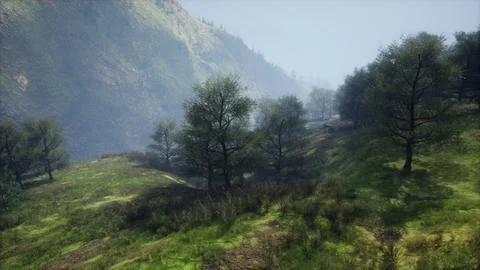 Dramatic scenic fog in pine forest on mountain slopes Stock Illustration