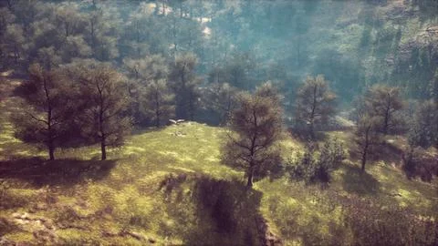 Dramatic scenic fog in pine forest on mountain slopes Illustrazione stock