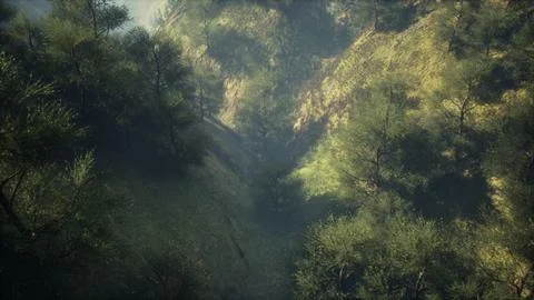 Dramatic scenic fog in pine forest on mountain slopes 스톡 일러스트