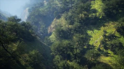 Dramatic scenic fog in pine forest on mountain slopes Stock Illustration