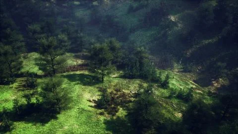 Dramatic scenic fog in pine forest on mountain slopes Ilustración de archivo