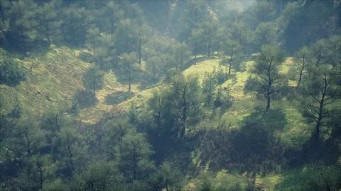 Dramatic scenic fog in pine forest on mountain slopes Illustrazione stock