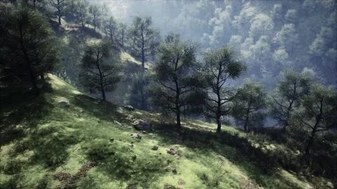 Dramatic scenic fog in pine forest on mountain slopes Illustrazione stock