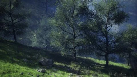 Dramatic scenic fog in pine forest on mountain slopes Stock Illustration