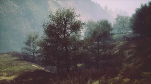 Dramatic scenic fog in pine forest on mountain slopes Stock Illustration