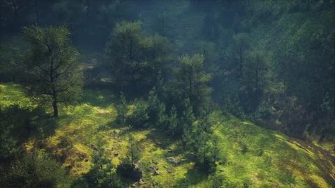 Dramatic scenic fog in pine forest on mountain slopes Stock Illustration