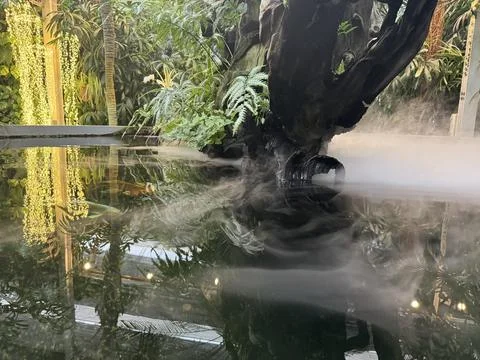 Dramatic sculpted driftwood tree emerging from a misty pond Stock Photos
