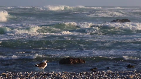 Dramatic Seagull Against Ocean Waves and Wind Stock Footage 310950518